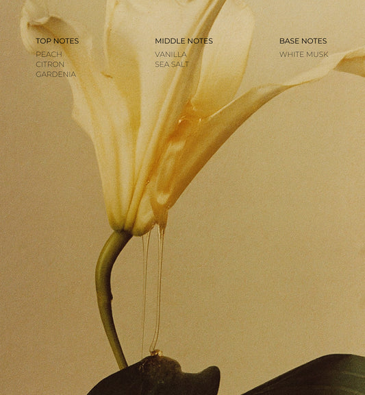 Holiday Bundle No. 01